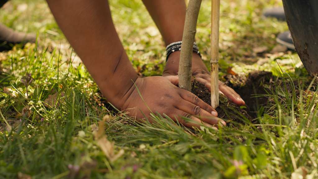 tree planting